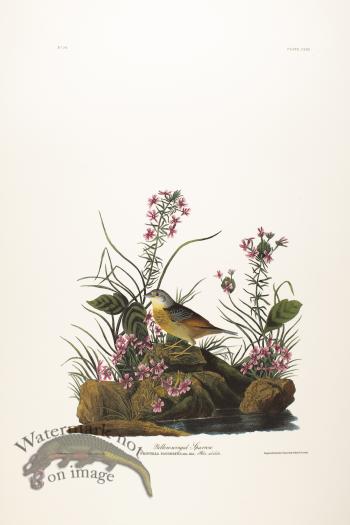 Yellow-Winged Sparrow